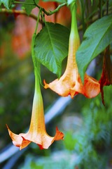 曼陀罗花
