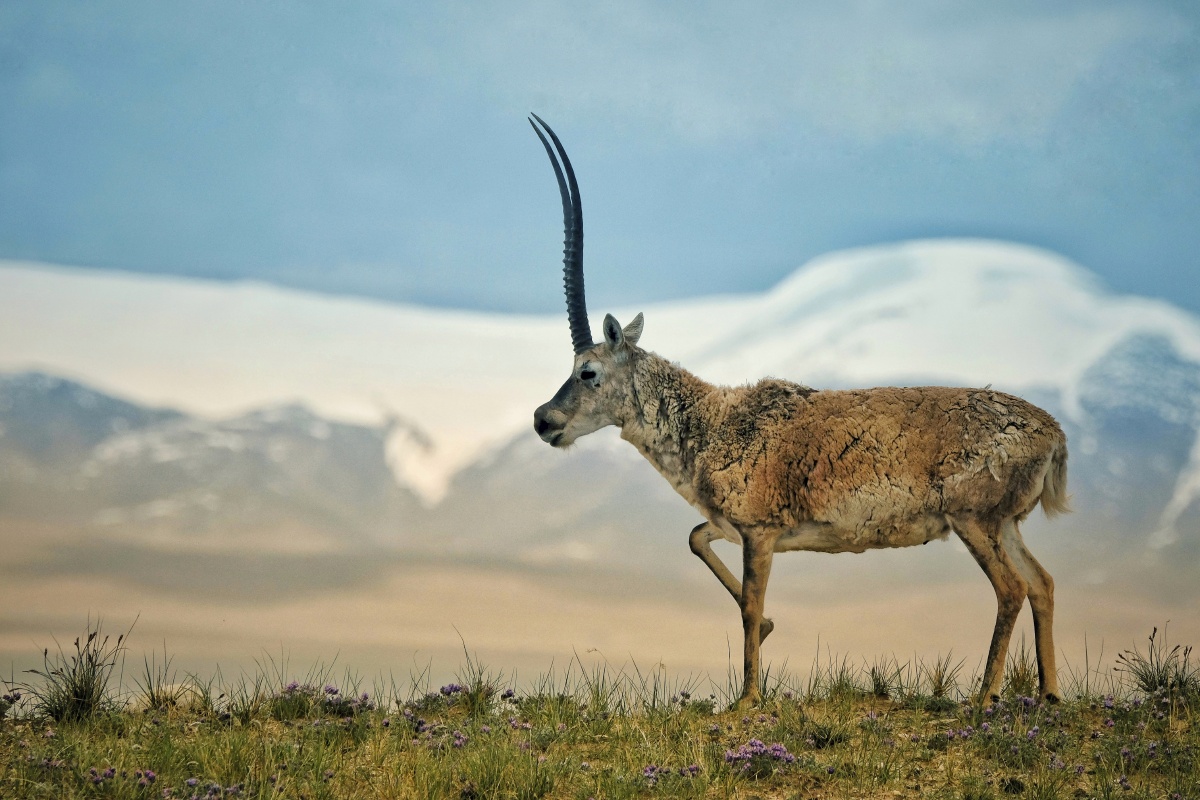 雪域藏羚