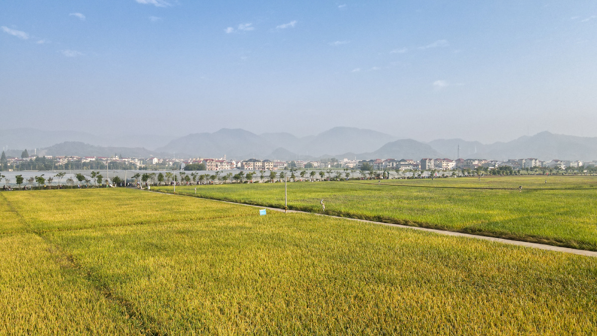 拍摄于浙江杭州 建德大同的稻香小镇,金黄色的水稻,美不胜收