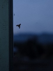 DSCF9756
