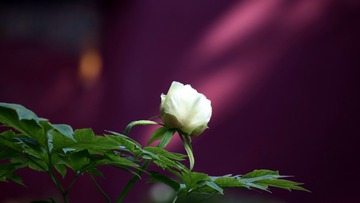 B36DA0DB-50D0-4E1D-AD2D-7522F5001F10/L0/001