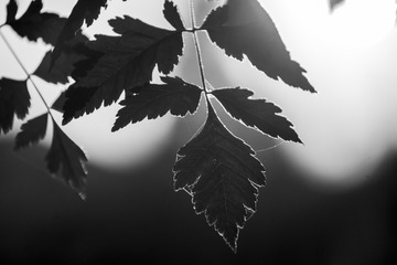 35828660-A051-471F-9ED7-16C2BBBE860A/L0/001