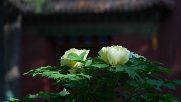 D8E9BCF4-DB24-42F2-951F-A9199A36CEB6/L0/001