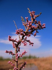 IMG 0987_