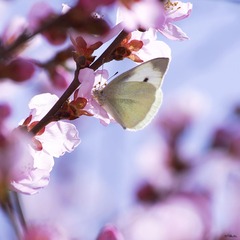 IMGP5849_