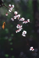 IMGP5907_