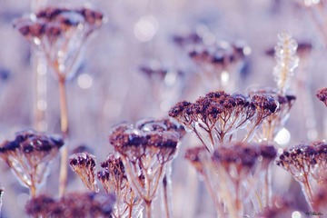 IMGP7244_