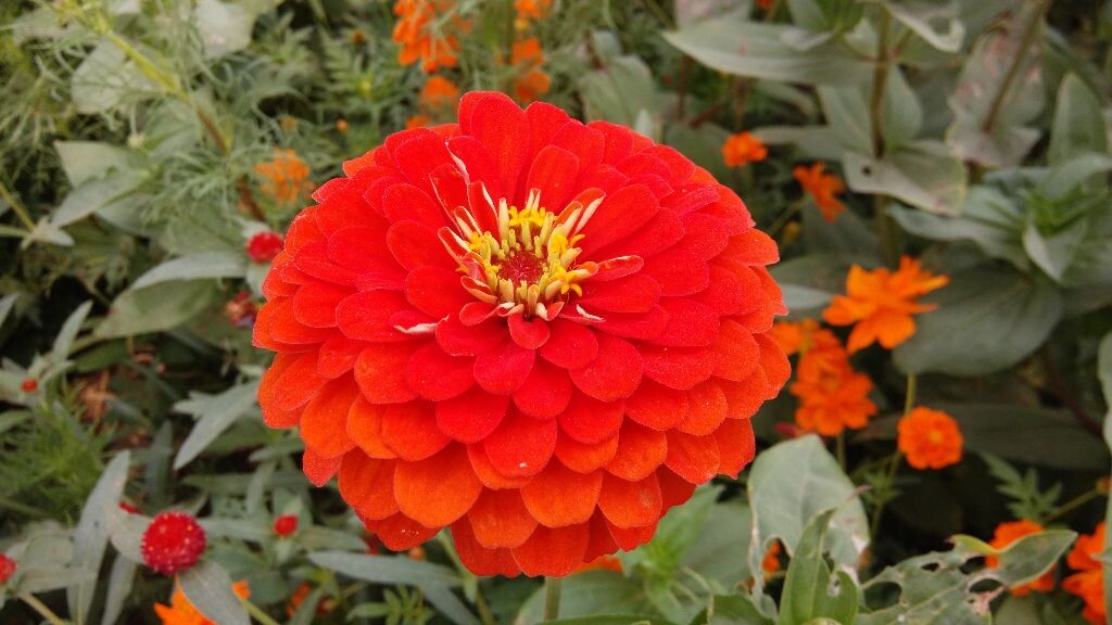 东营园博园一花