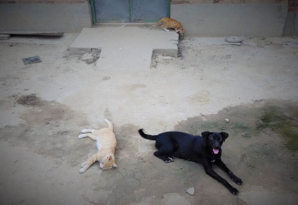 一只小狗和一只小猫崽午休