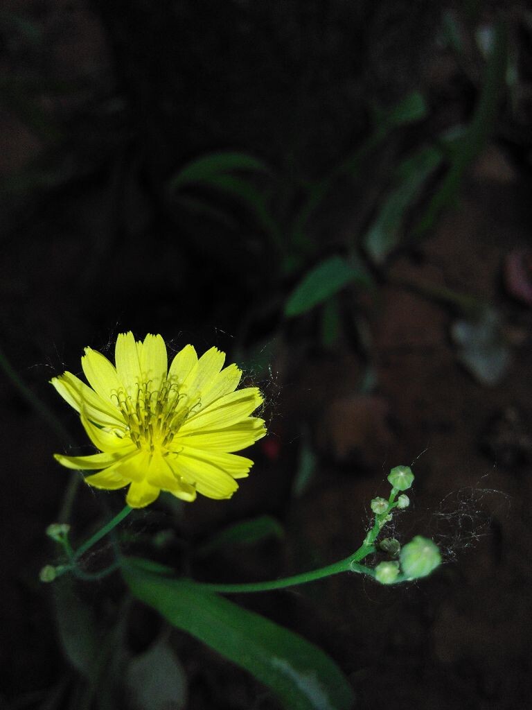 路边的野花