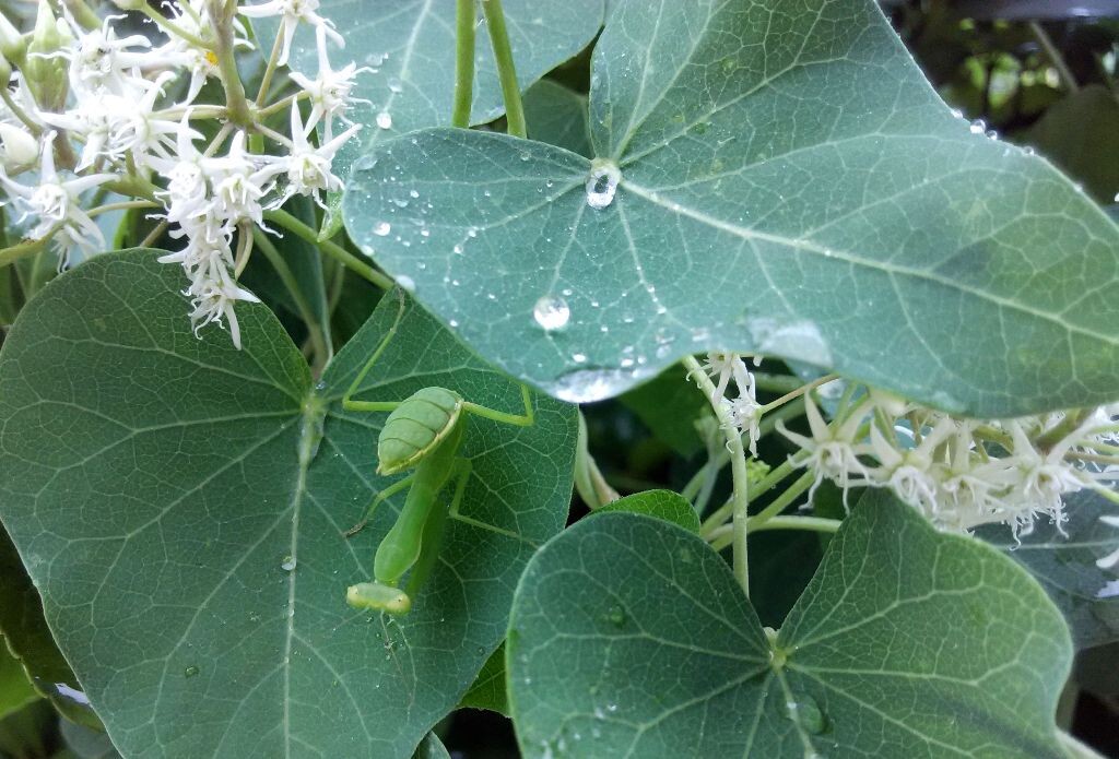 树叶下避雨的螳螂