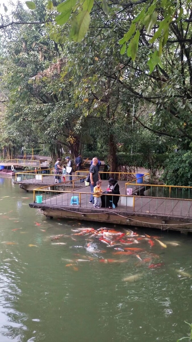扬州有金鱼养殖场,观赏鱼养殖注意事项:首先需要一个鱼缸