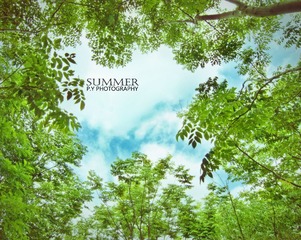 窥夏.jpg