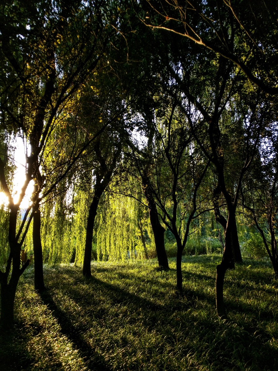 小树林里的初秋光影