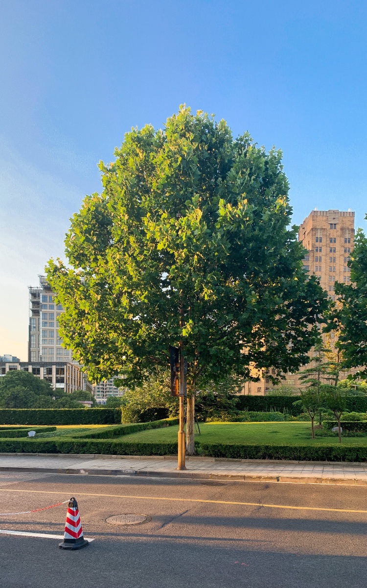城市里的一棵树