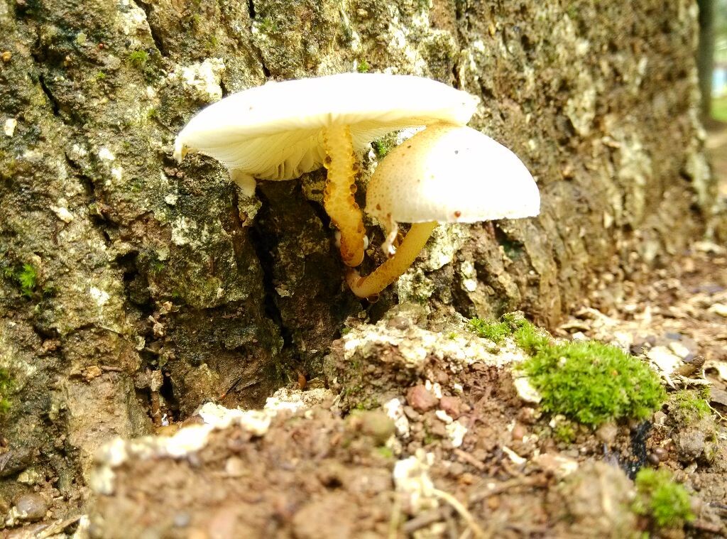 白伞