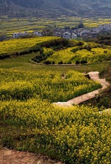 江岭油菜花田