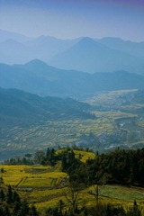 江岭油菜花田
