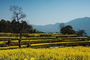 江岭油菜花田