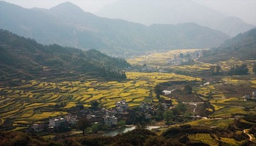 江岭油菜花田
