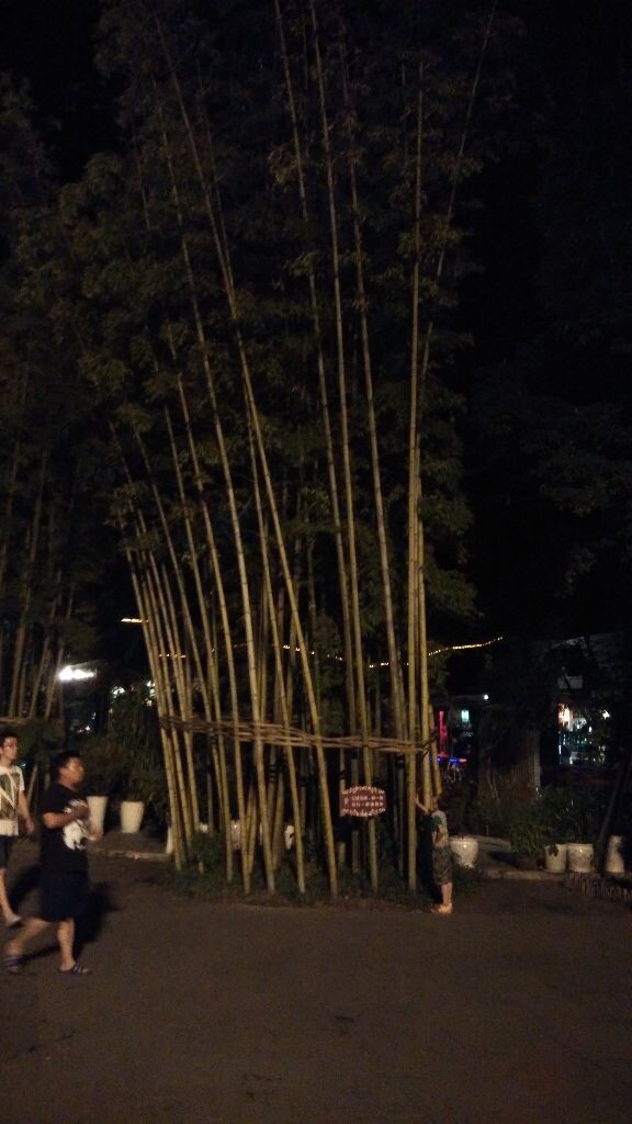 白竹节的寓意,竹子的一生寓意