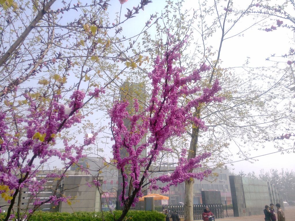 再见那花季，再见青春