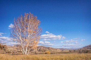 Tree1