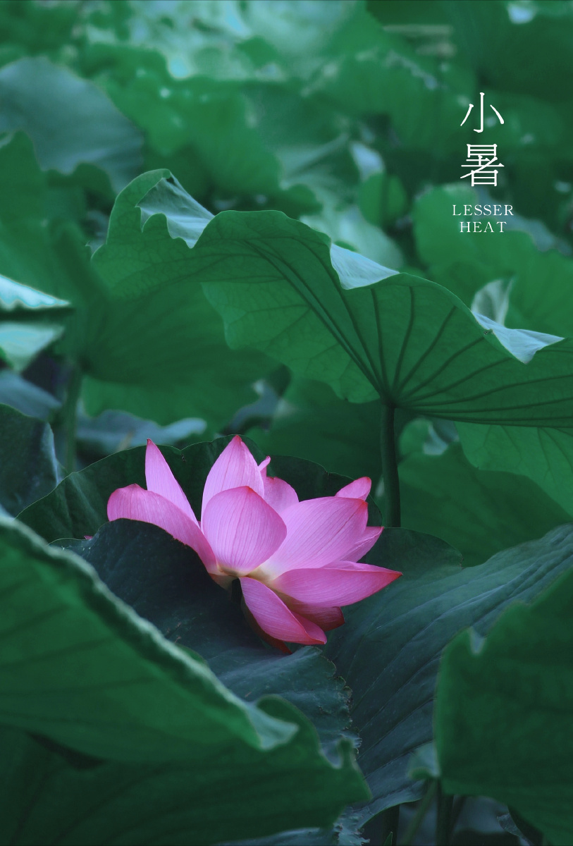 24节气系列夏日荷花壁纸