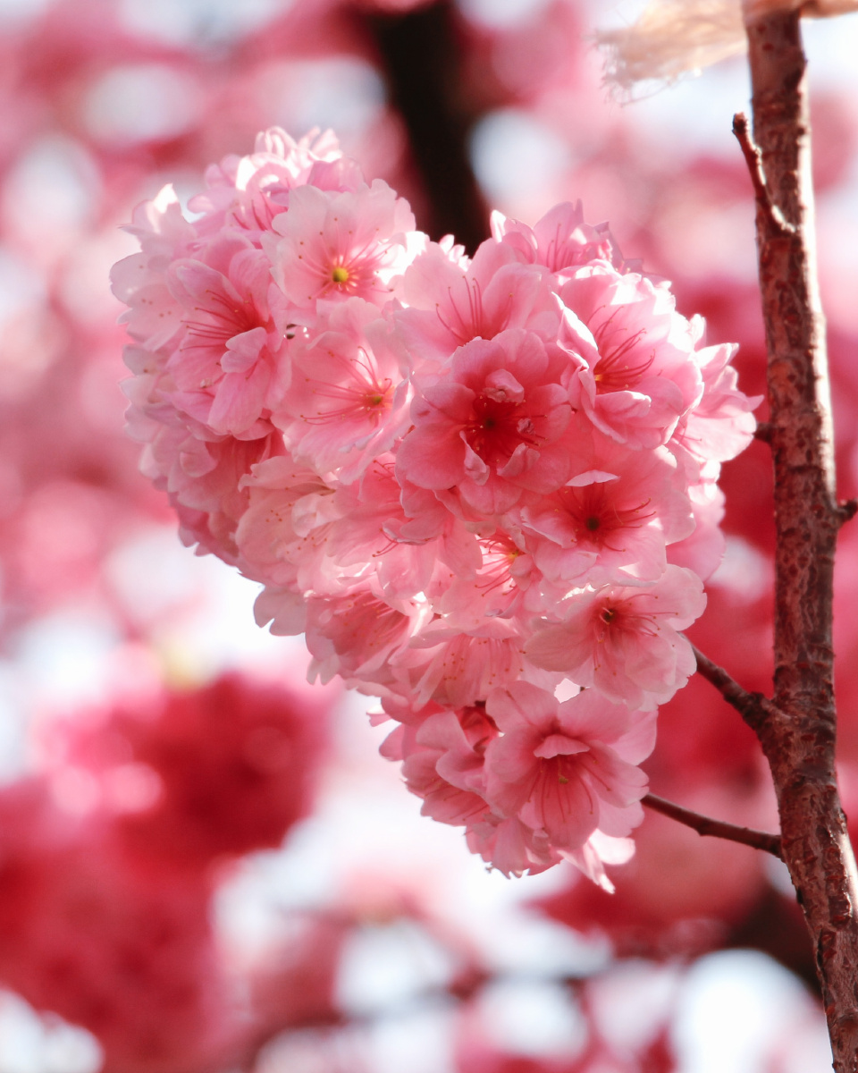 昆明的春天来了繁花似锦