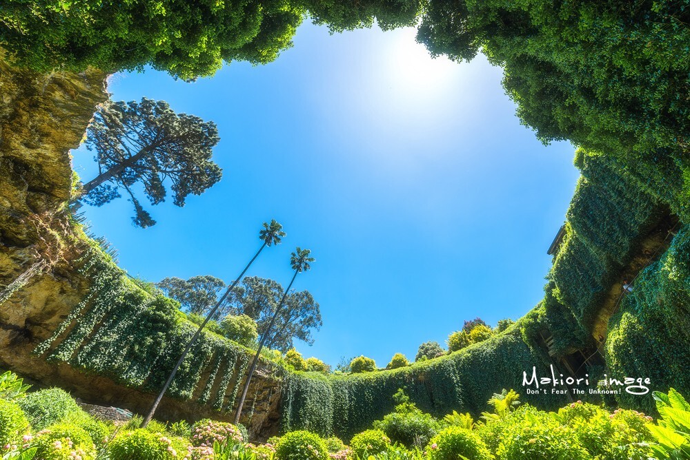 cave garden是位于mount gambier闹市区的一座天坑花园。不同于一般漆黑的天坑，这里被完美的弄成了一个大花园，非常的神奇。各种绣球花娇艳欲滴，一副世外桃源的模样