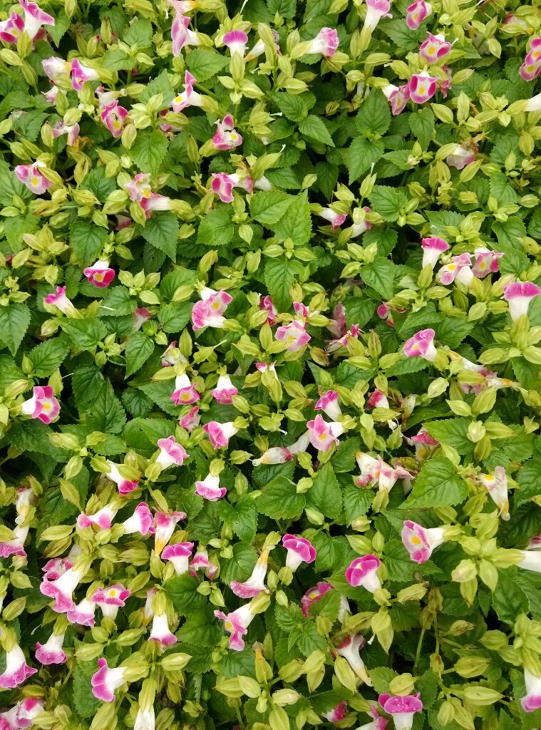 夏雨花