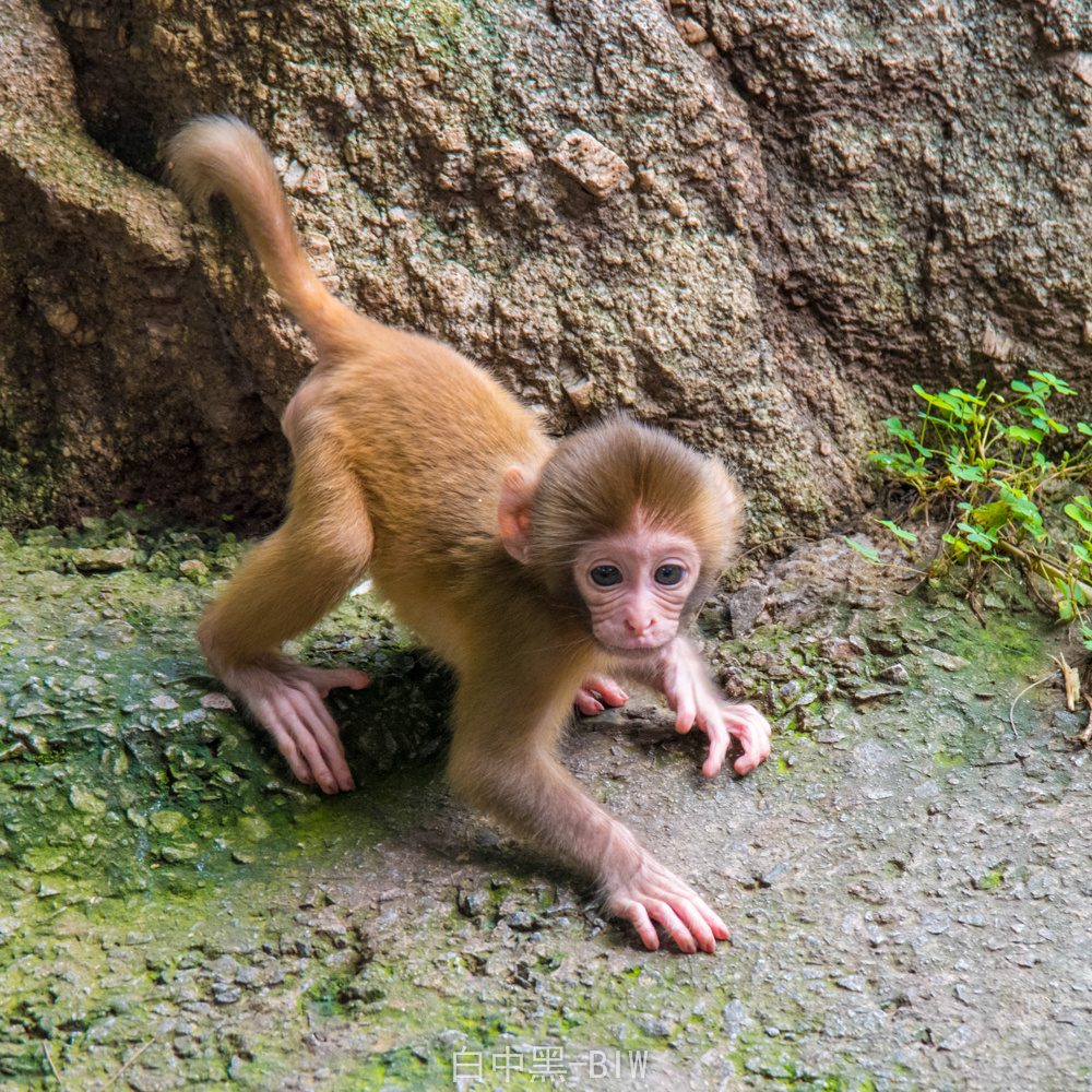 太调皮了,你这猴子!