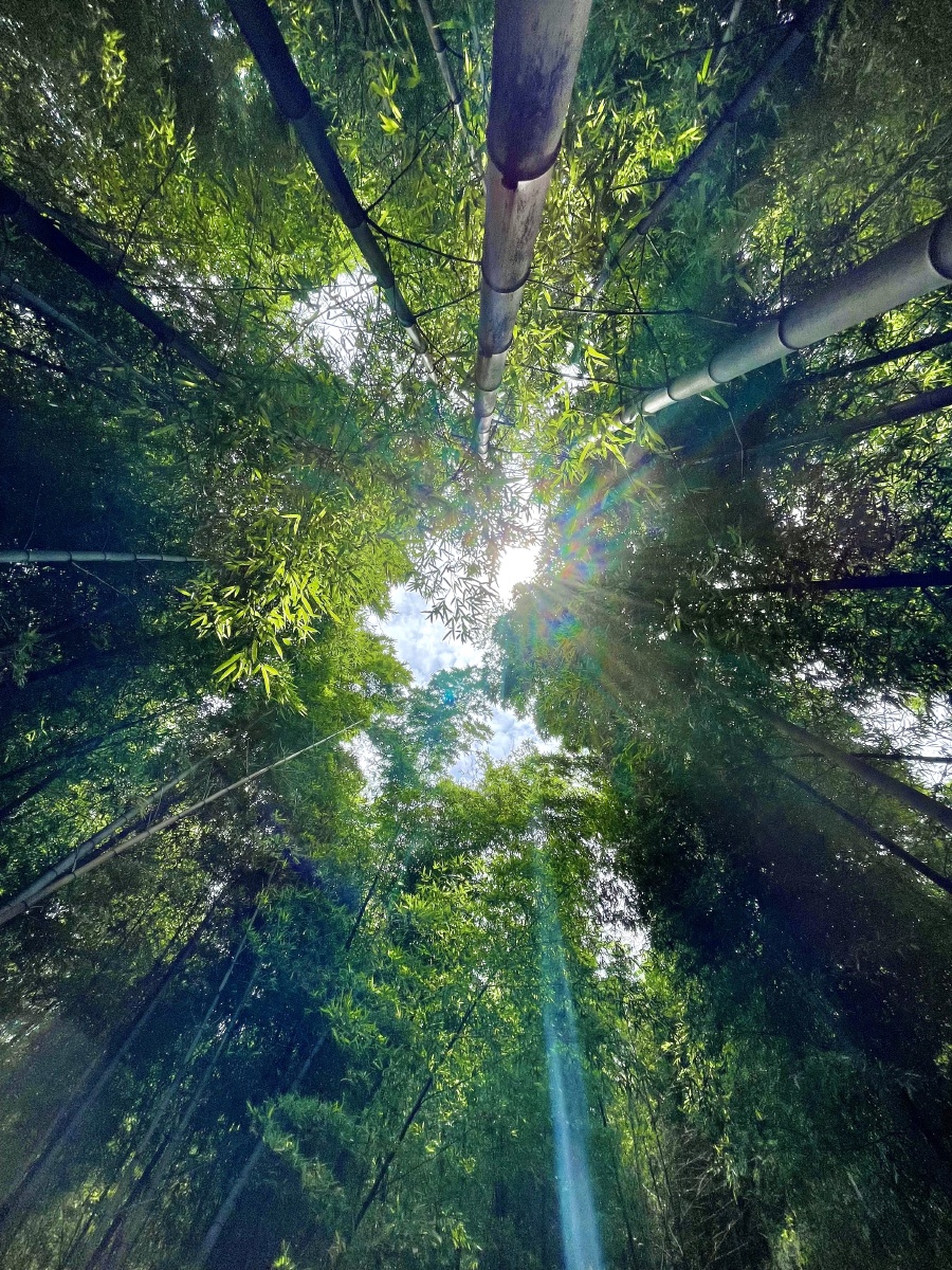 竹林日光