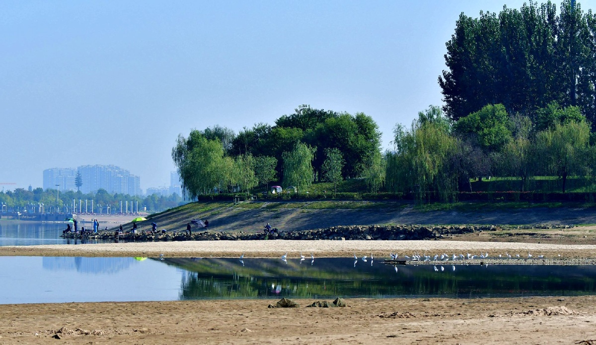 老淠河湿地白鹭