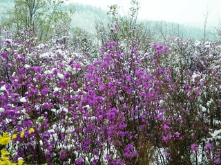 飞雪迎春图