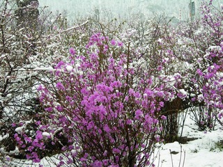 雪中杜鹃