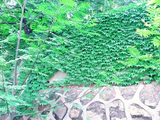 花草 (12)