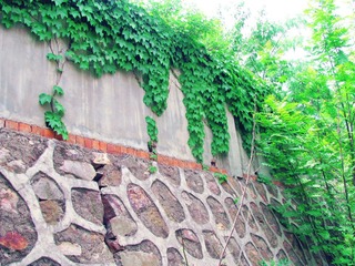 花草 (13)