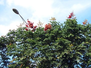 花草 (62)