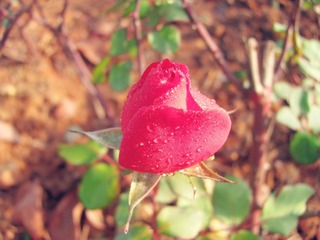 花草 (63)