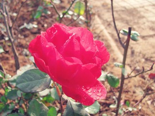 花草 (64)