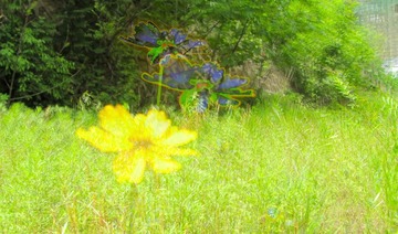花草 (67)