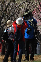 参差 (33)