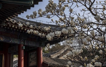 参差 (24)