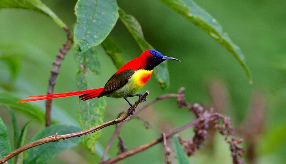 火尾太阳鸟拍摄于怒江州片马镇风雪垭口海拔3100