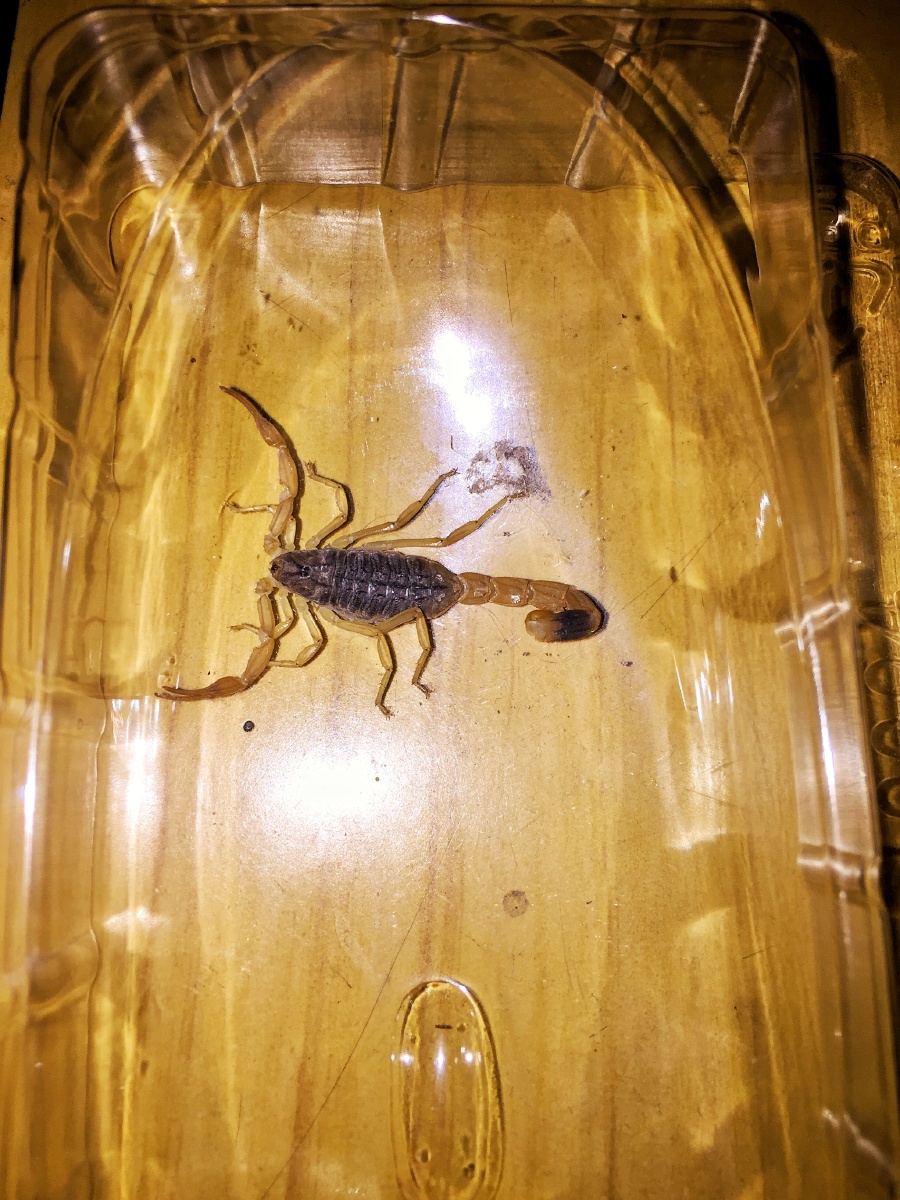 纯野生 蝎子 ,家里墙根底下简单的.