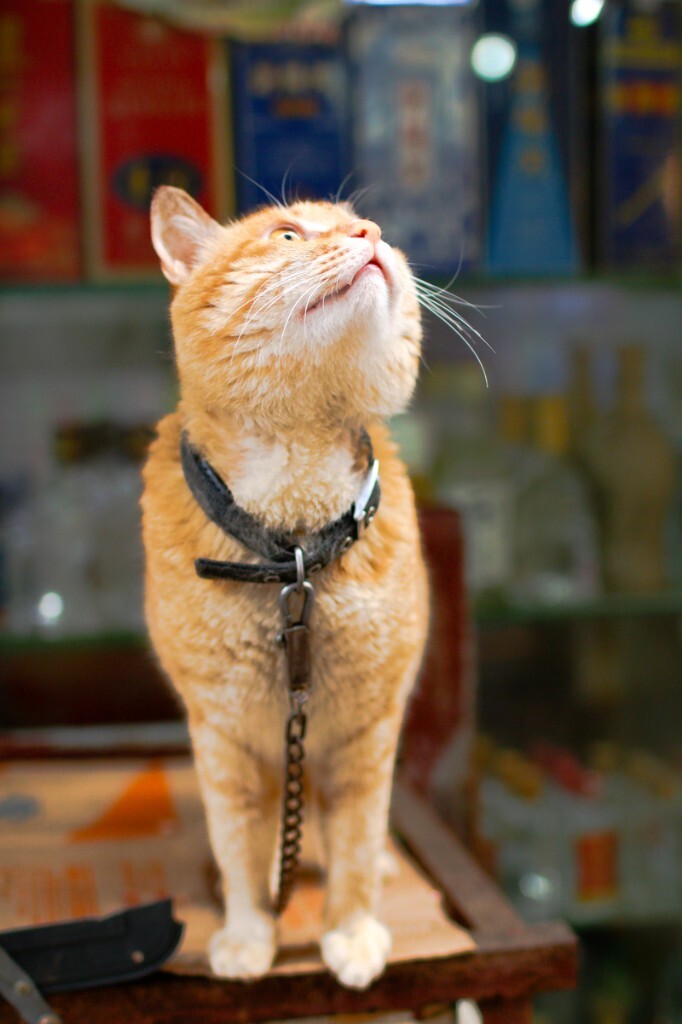 嘿，猫你在看啥？