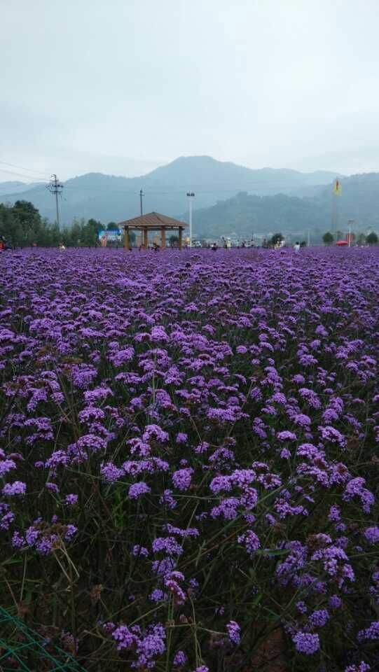 花海