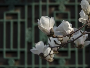 梅花04
