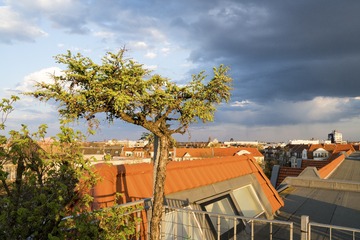 霸王